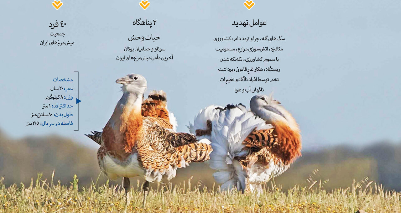 فرار میشمرغ از انقراض | بزرگترین پرنده قادر به پرواز جهان تکثیر میشود