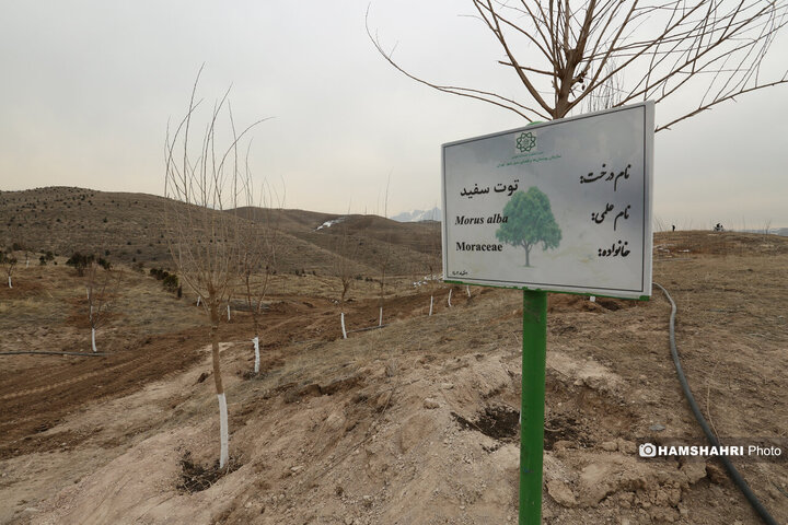 افتتاح کمربند سبز تهران باحضور قالیباف و زاکانی