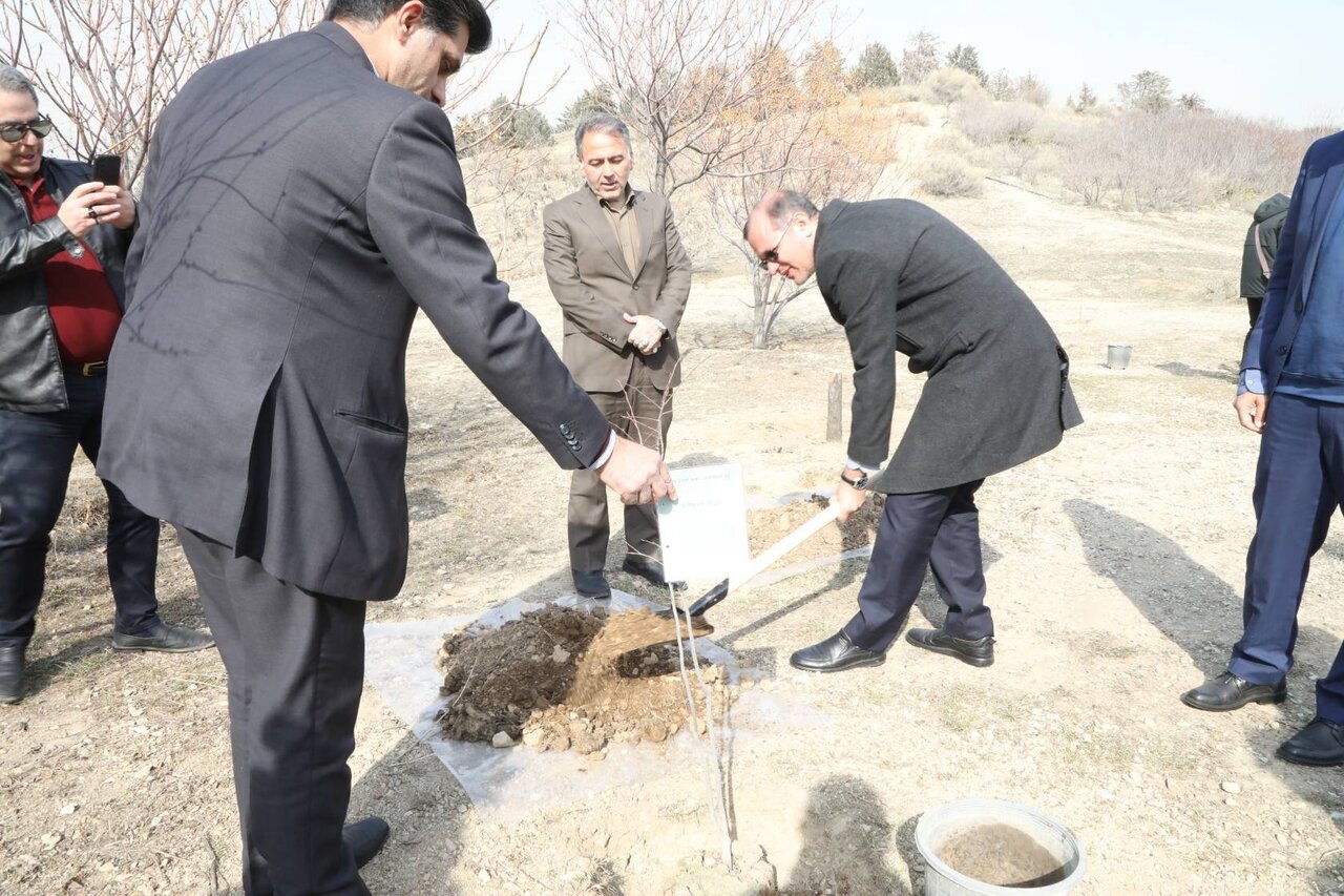 درختکاری سفرا