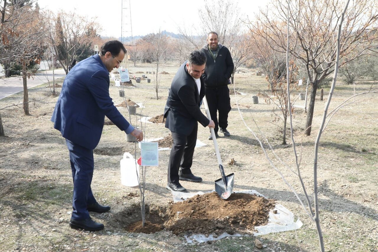 درختکاری سفرا