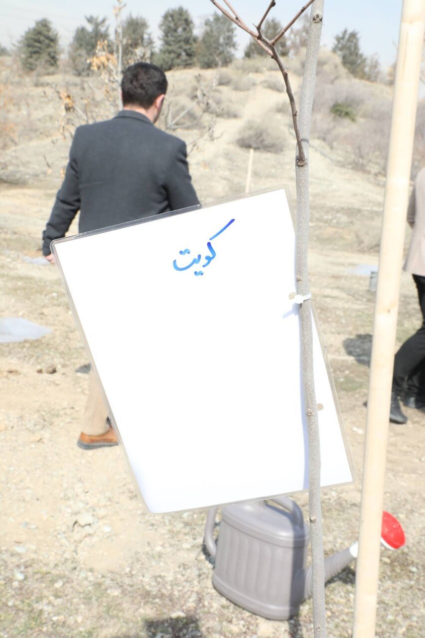 درختکاری سفرا