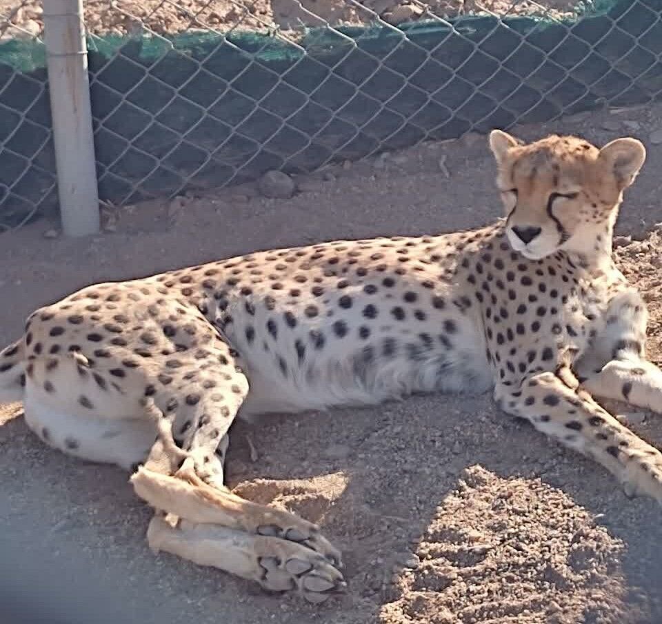 آخرین وضعیت سلامت «دلبر»؛ روند اقدامات تشخیصی ماده یوز توران در نوع خود کمنظیر بود