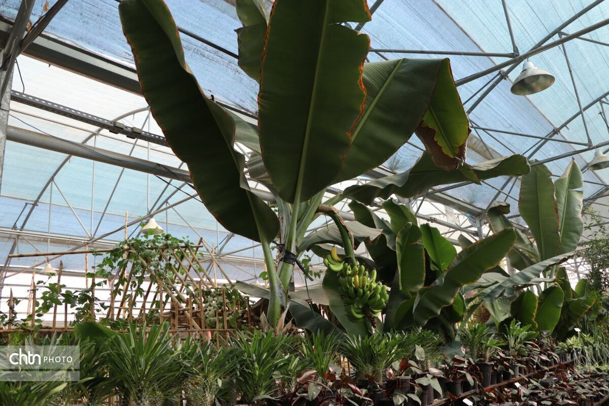 سفر رایگان به قارهها و جنگل های استوایی