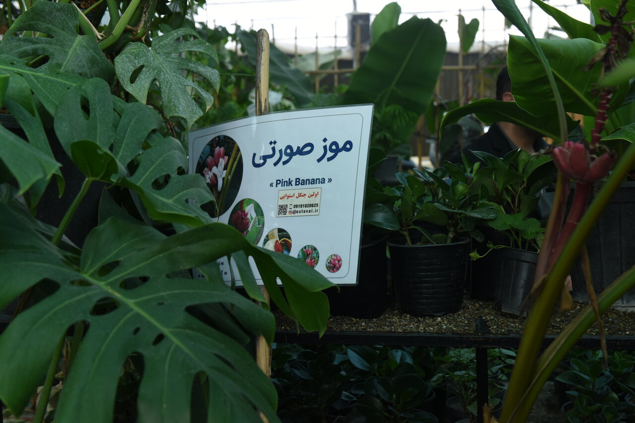 سفر رایگان به قارهها و جنگل های استوایی