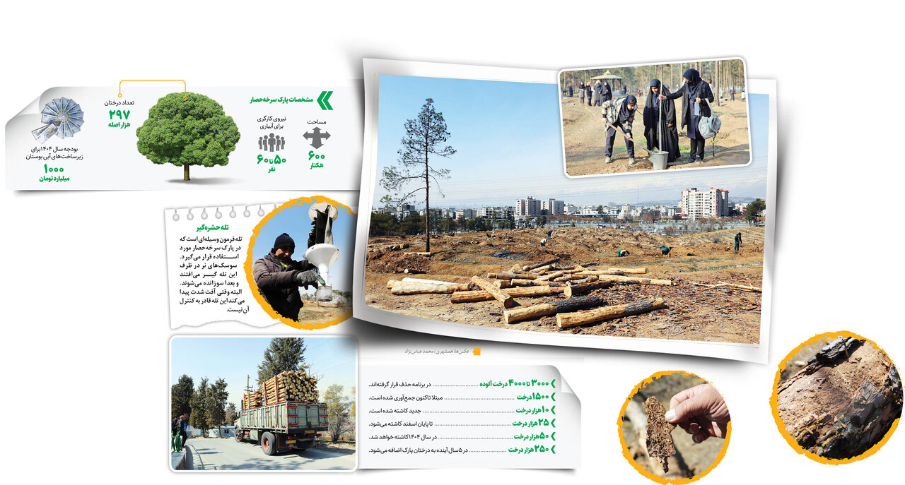 نجات درختان سرخهحصار | سوسک پوستخوار بعضی از کاجها را کاملا خشک کرد