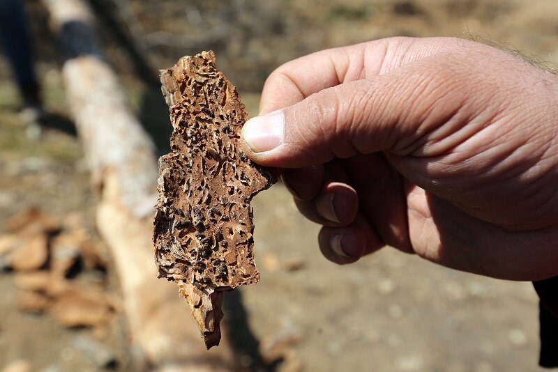 قطع درختان آفت زده سرخه حصار