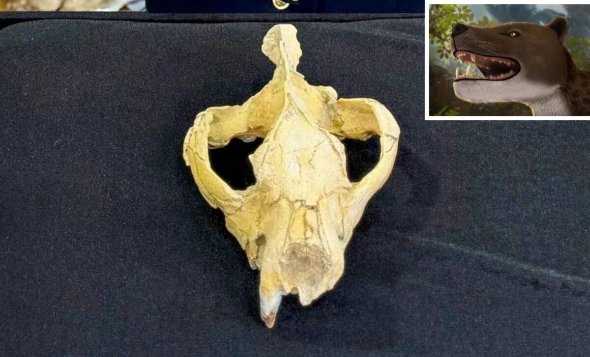 کشف اسکلت شکارچی ۳۰ میلیونساله | فسیلی که اتفاقات پیش از تاریخ را تغییر میدهد!