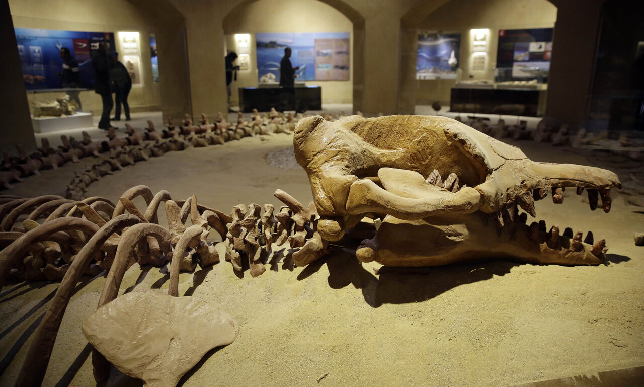 کشف اسکلت شکارچی ۳۰ میلیونساله | فسیلی که اتفاقات پیش از تاریخ را تغییر میدهد!