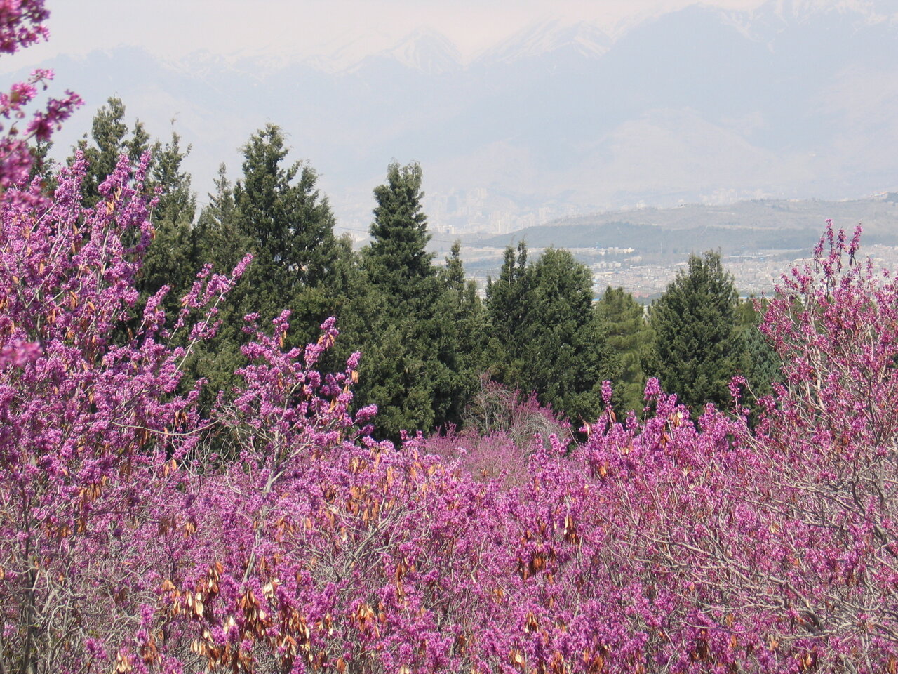 شکارگاه سلطنتی پاتوق شهروندان تهرانی