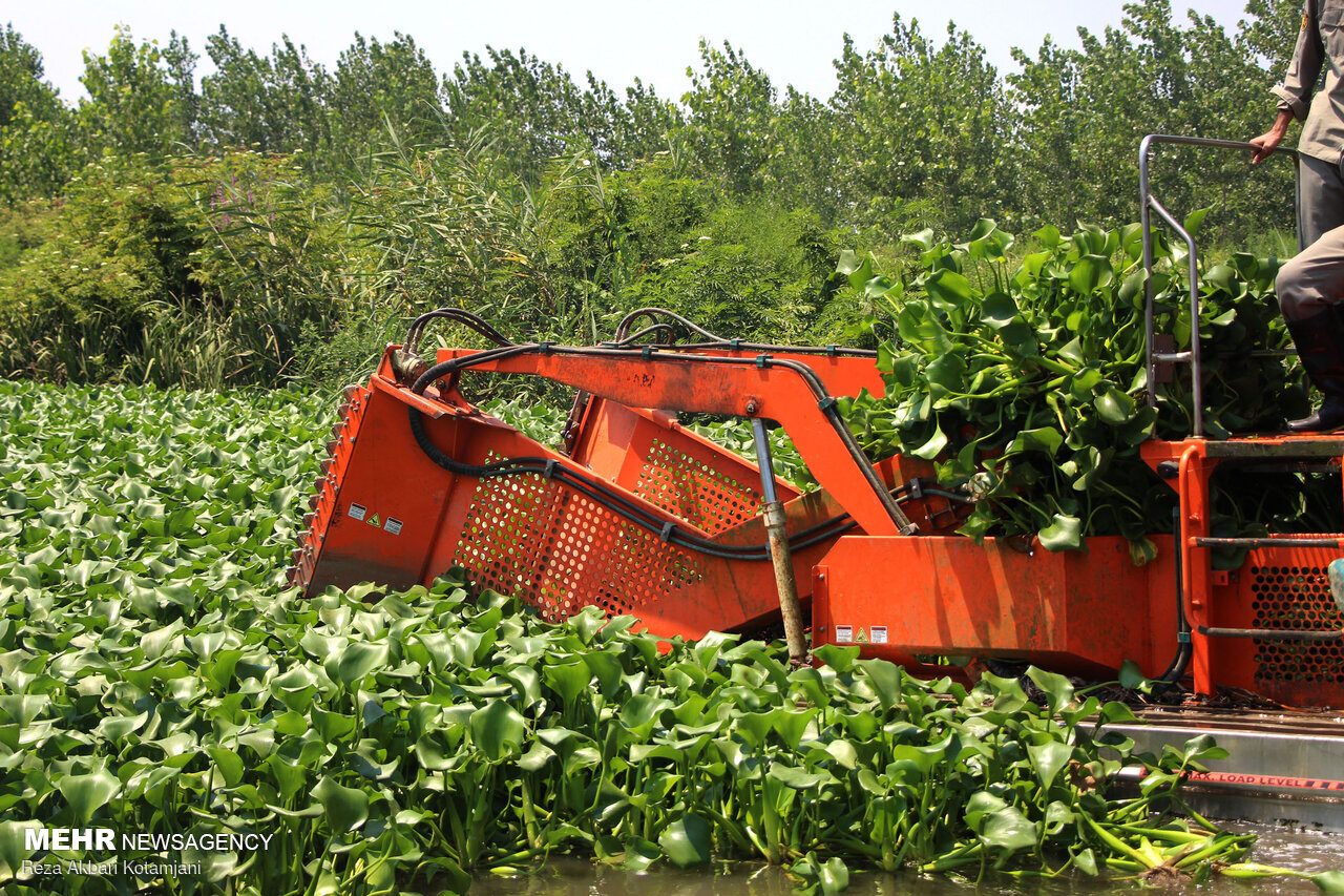 آیا میتوان تالاب انزلی را شیطان زیبا پاک کرد؟