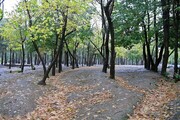 احیاء بوستان جنگلی چیتگر با اجرای طرح «نونهال»