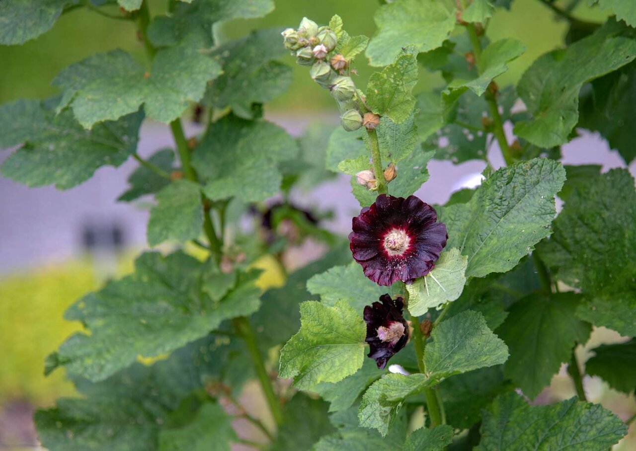 کاهش فشار خون با ۷ چای گیاهی و طبیعی