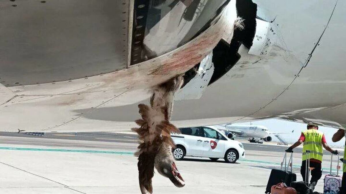 بلای عجیبی که عقاب سر هواپیمای پرواز شیراز-تهران آورد +عکس