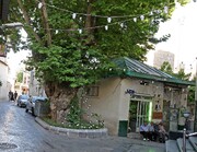 محبوب‌ترین، خاطره‌انگیزترین و منحصر به فردترین درخت‌های تهران را بشناسید| گنج‌های‌ سبزتهران