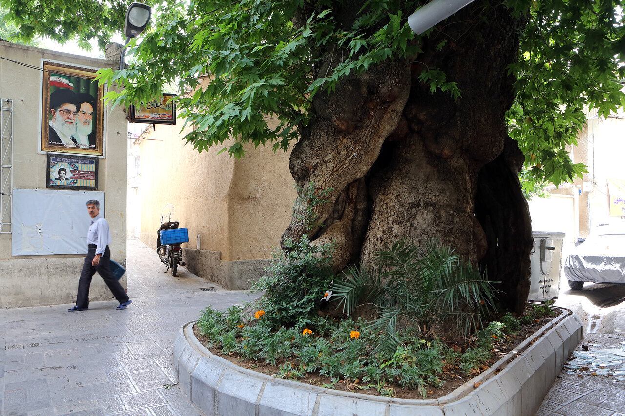 محبوبترین، خاطرهانگیزترین و منحصر به فردترین درختهای تهران را بشناسید| گنجهای سبزتهران