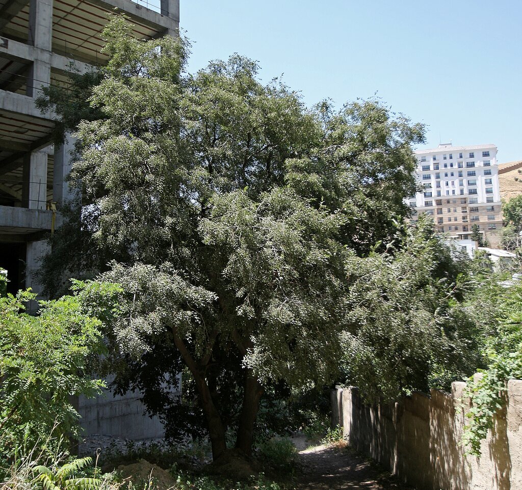 محبوبترین، خاطرهانگیزترین و منحصر به فردترین درختهای تهران را بشناسید| گنجهای سبزتهران