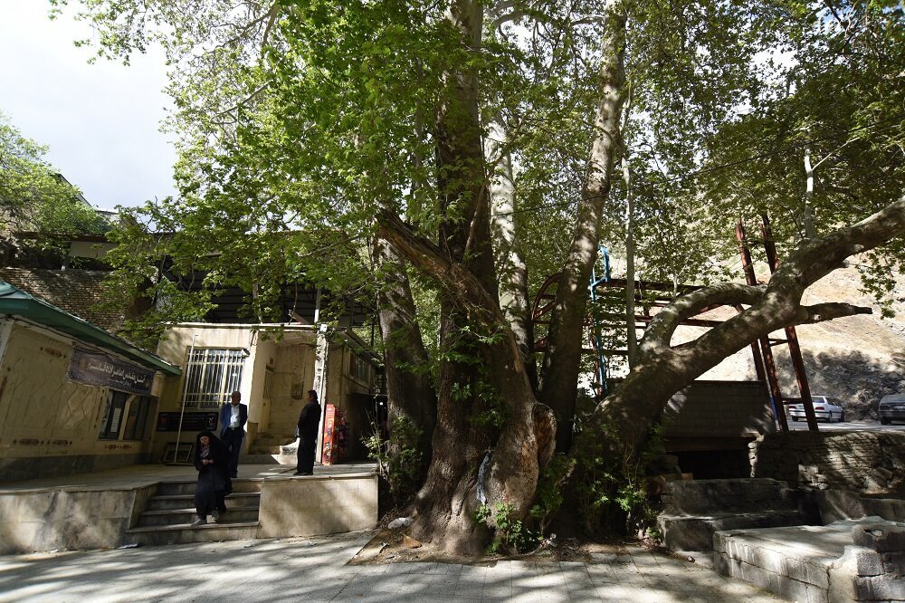 محبوبترین، خاطرهانگیزترین و منحصر به فردترین درختهای تهران را بشناسید| گنجهای سبزتهران