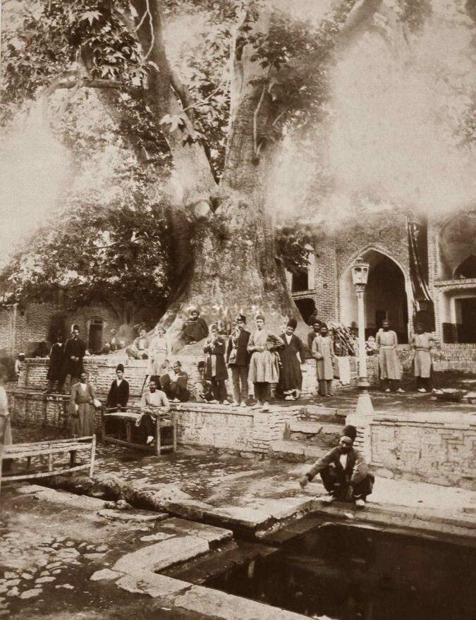 محبوبترین، خاطرهانگیزترین و منحصر به فردترین درختهای تهران را بشناسید| گنجهای سبزتهران