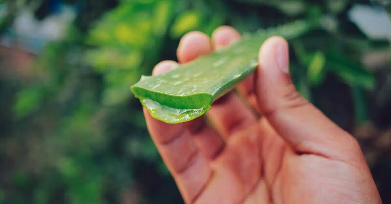 ۶ گیاه موثر در درمان التهاب مفاصل