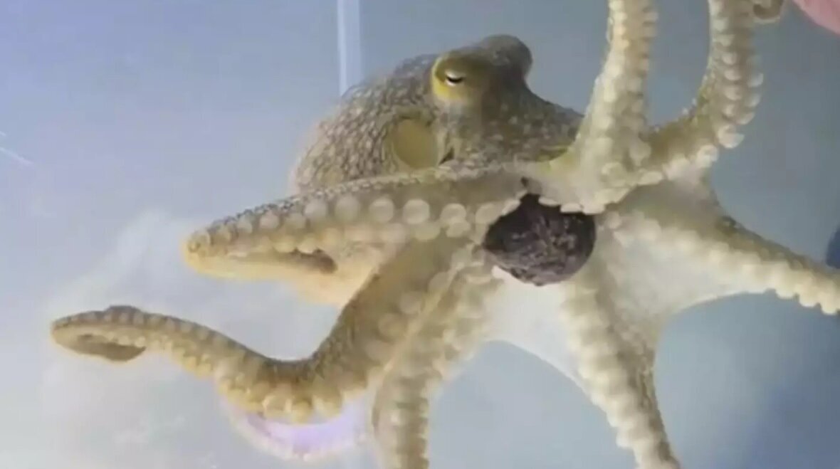 هشتپایی که موجب دردسر خانواده شد | عکس