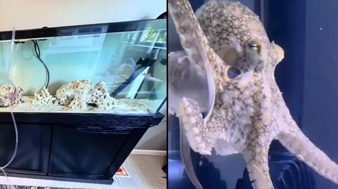 هشتپایی که موجب دردسر خانواده شد | عکس