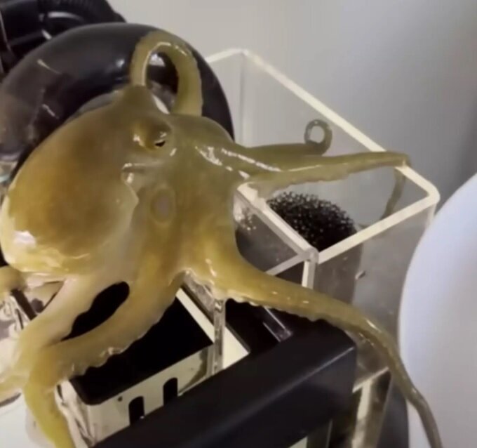 هشتپایی که موجب دردسر خانواده شد | عکس