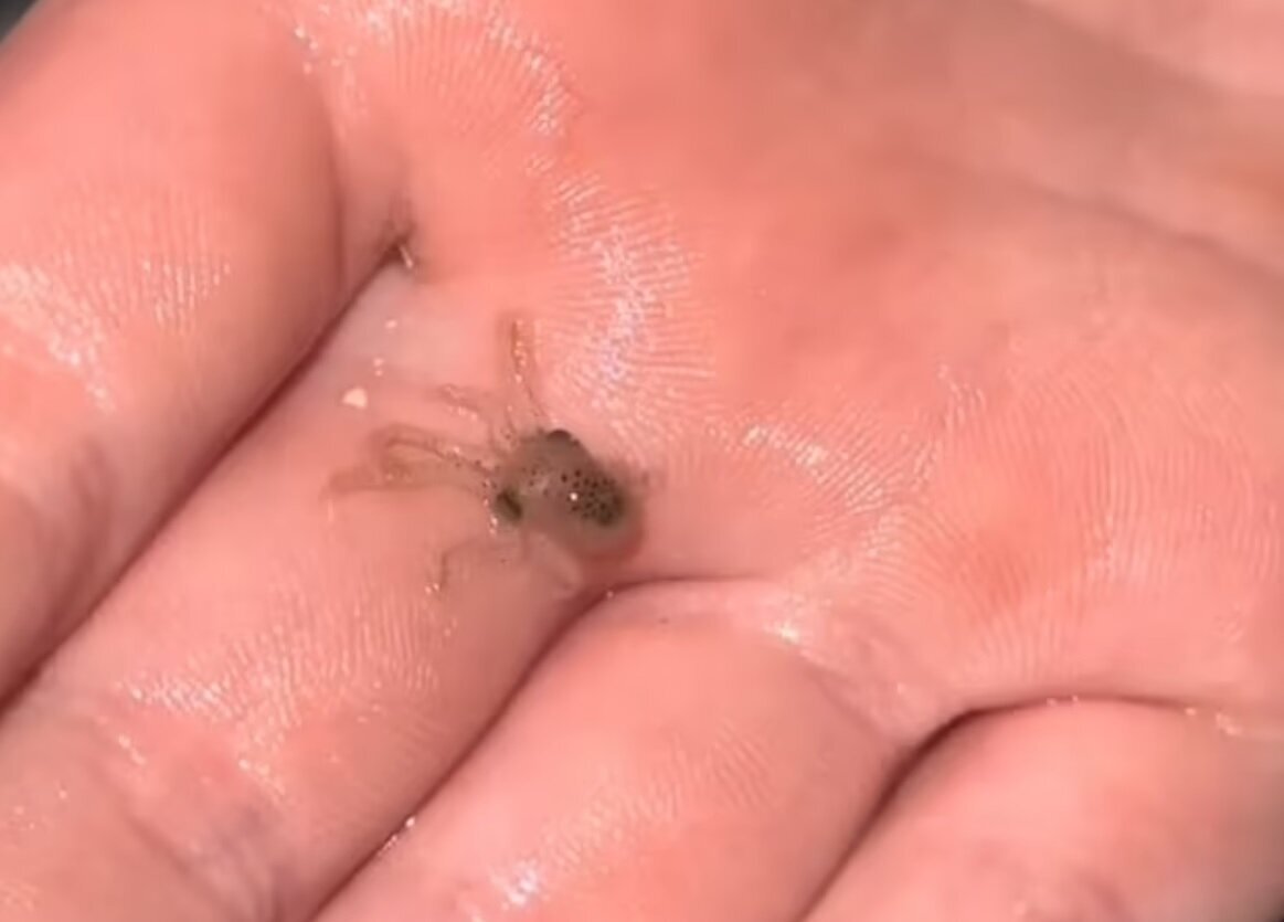 هشتپایی که موجب دردسر خانواده شد | عکس