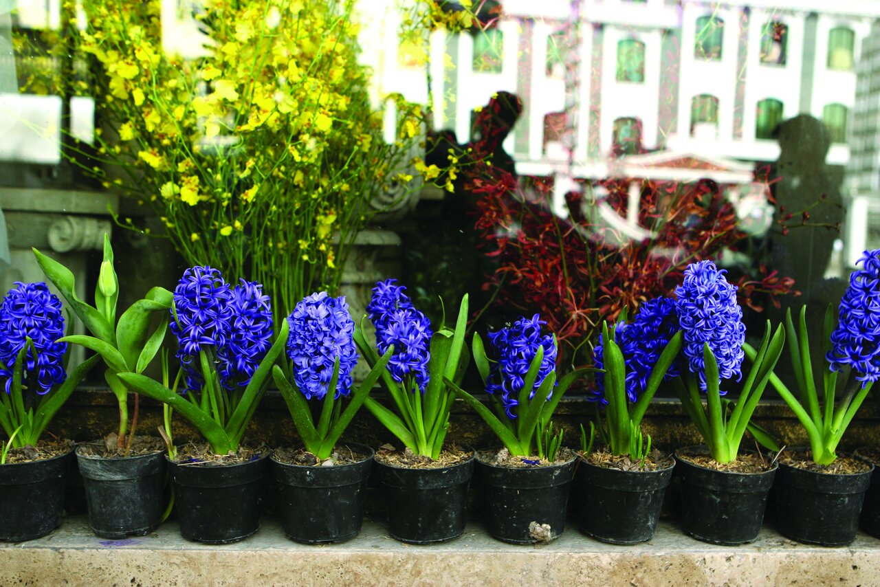 نوروز با طعم گل و قصه|از گل های بادوام تا گل محبوب مادرزن