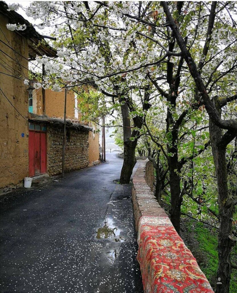 شکوفه باران در تهران