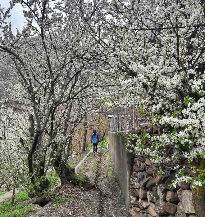 شکوفه باران در تهران