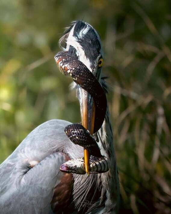 دردسر حواصیل آبی پس از شکار یک مار | ویدئو و عکس