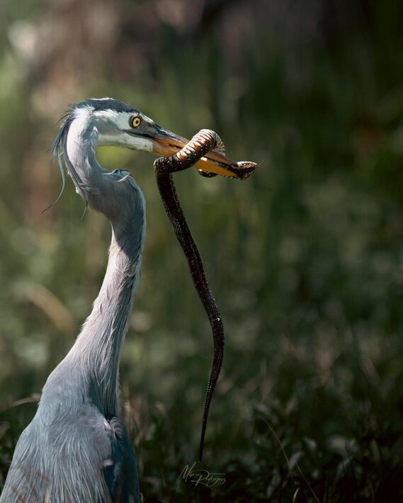 دردسر حواصیل آبی پس از شکار یک مار | ویدئو و عکس