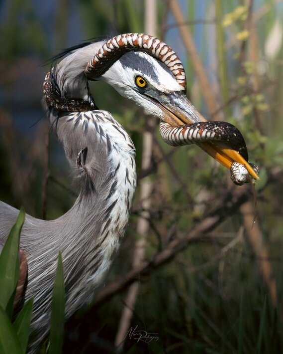 دردسر حواصیل آبی پس از شکار یک مار | ویدئو و عکس