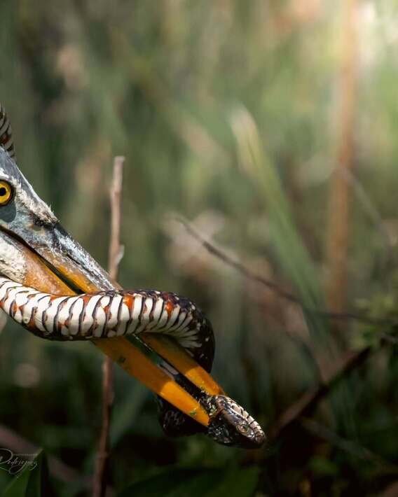 دردسر حواصیل آبی پس از شکار یک مار | ویدئو و عکس