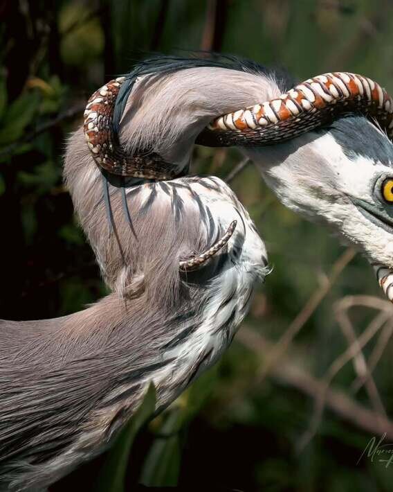 دردسر حواصیل آبی پس از شکار یک مار | ویدئو و عکس