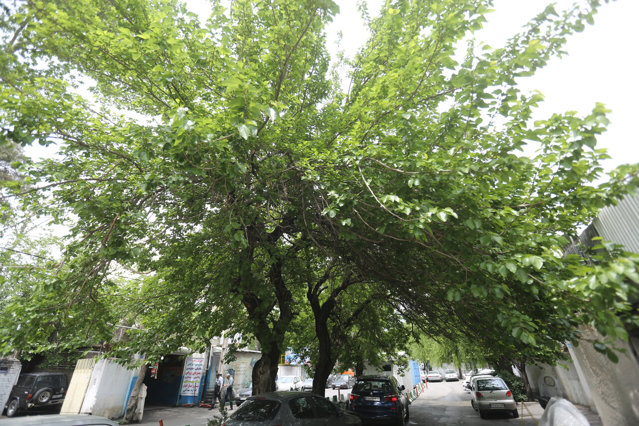 طایفهای از ایل بختیاری درسرزمین درختهای ون