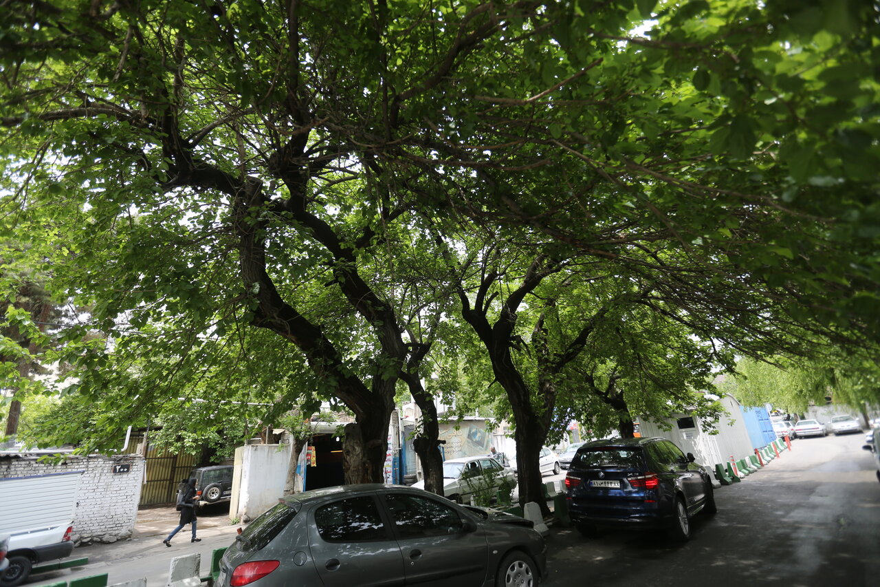 طایفهای از ایل بختیاری درسرزمین درختهای ون