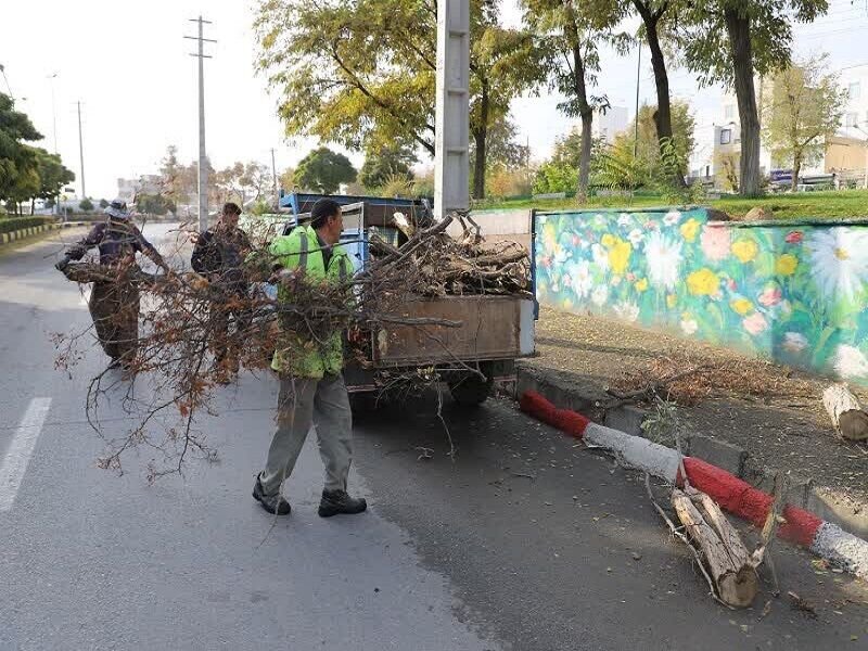 درختان پایتخت سبک می شوند