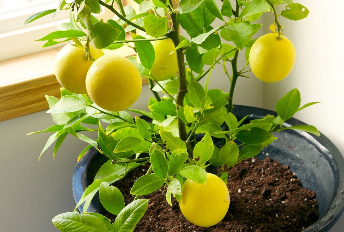 چطور در گلدان درخت لیمو بکاریم ؟ ؛ ۱۲ نکته طلایی برای موفقیت در کاشتن درخت لیمو