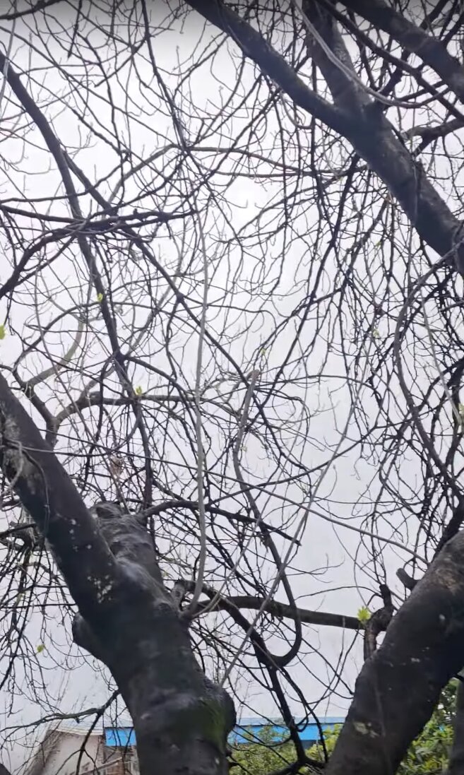 درخت انجیر محافل