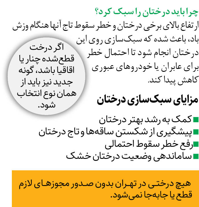 بار درختان بلند سبک میشود