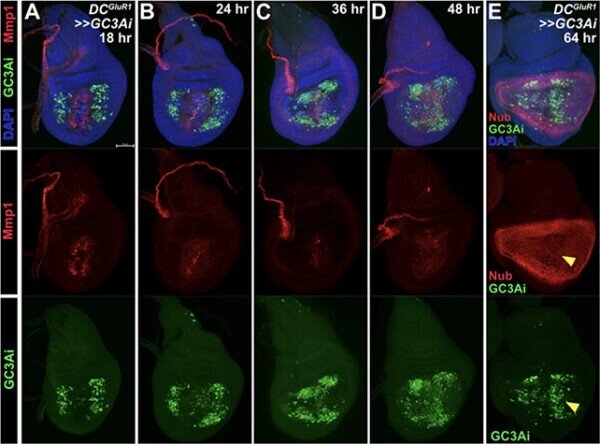 کشف نقش غیرمنتظره سلولهای در حال مرگ در فرآیند بهبود