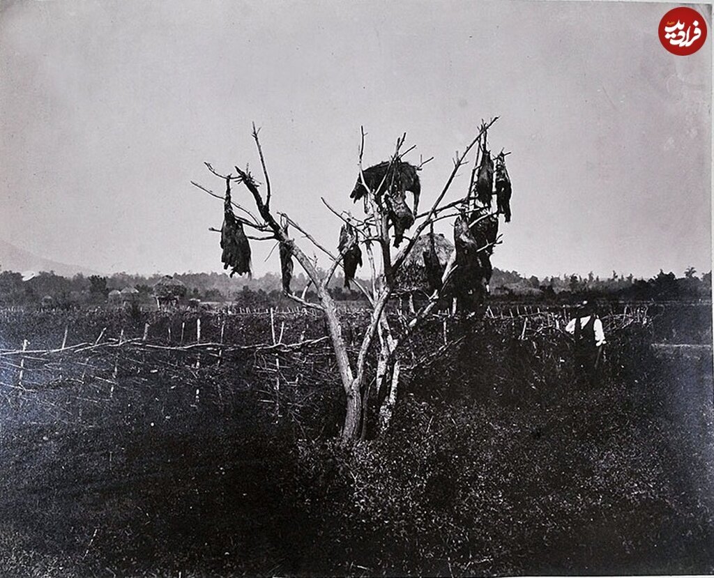 ترسناکترین درخت مازندران با جسد گرازهای آویزان!