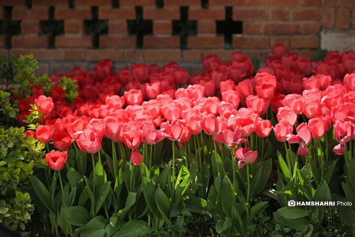 باغ گل لاله در پارک ایرانی