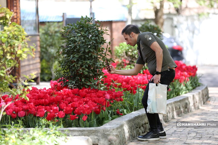 باغ گل لاله در پارک ایرانی