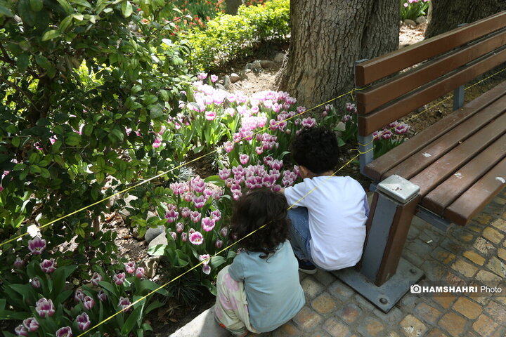 باغ گل لاله در پارک ایرانی