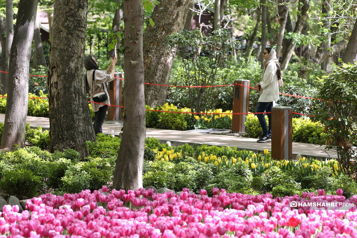 باغ گل لاله در پارک ایرانی