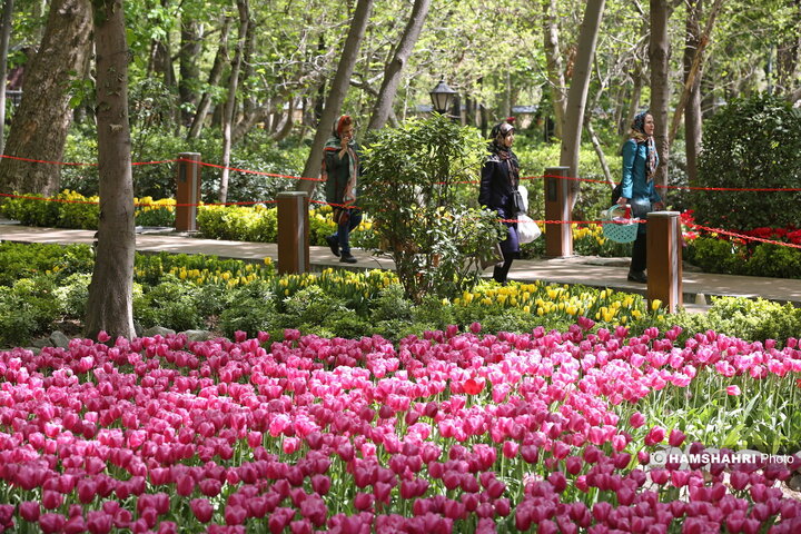 باغ گل لاله در پارک ایرانی