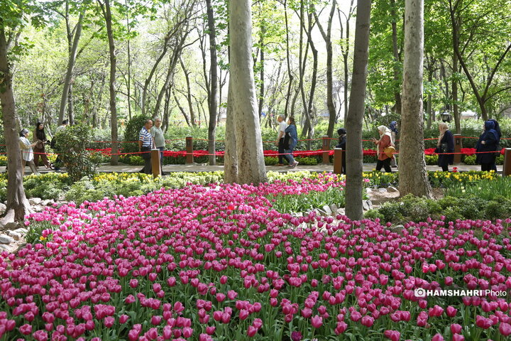 باغ گل لاله در پارک ایرانی