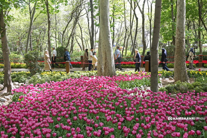 باغ گل لاله در پارک ایرانی